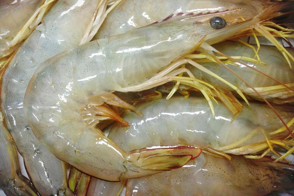 Vietnam shrimp secures third place in EU - intense rivalry with Ecuador and India