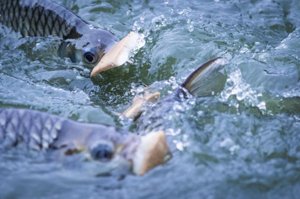 Nguyên liệu thay thế cho bột cá – cơ hội và giới hạn