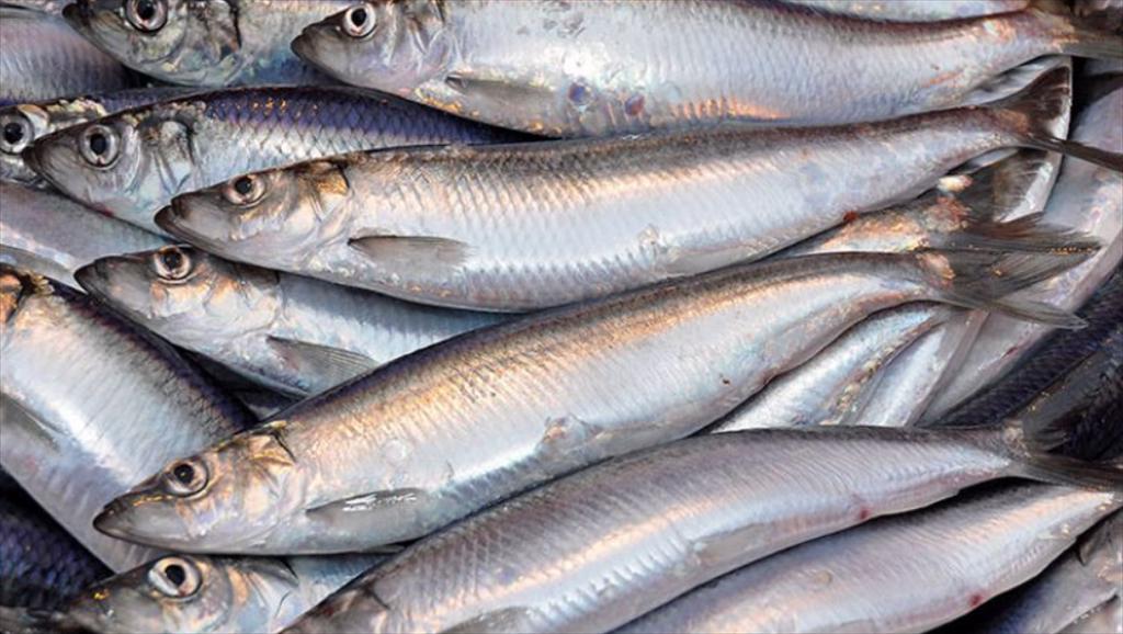 Eu thống nhất cắt giảm hạn ngạch cá trích vùng biển Baltic