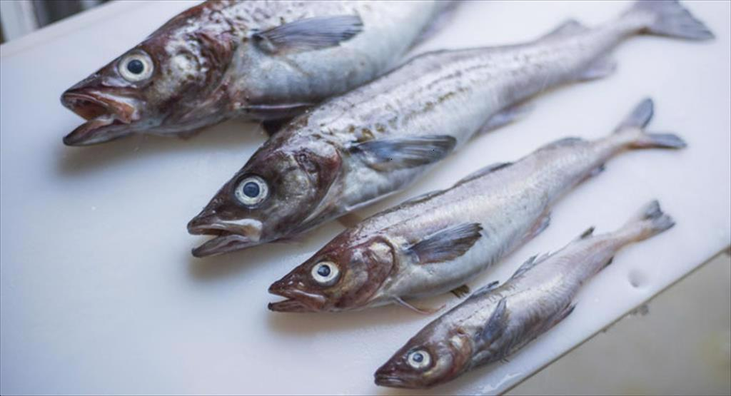 Nga đẩy mạnh xuất khẩu cá minh thái và cá tuyết sang châu Á