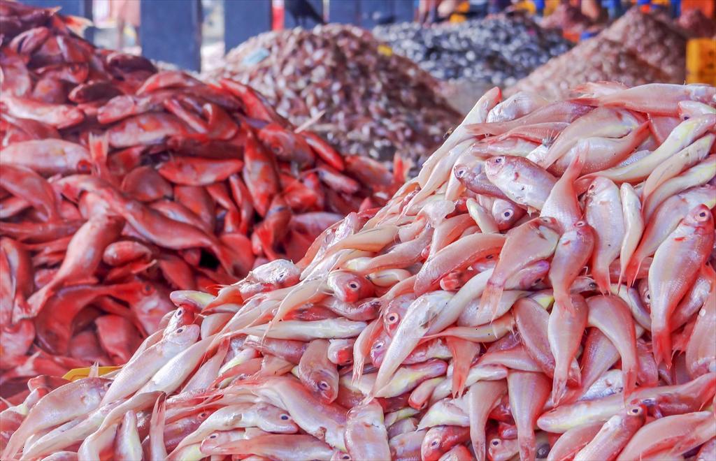 Nam Phi được phép xuất khẩu toàn bộ sản phẩm thủy sản sang Mỹ từ năm 2026