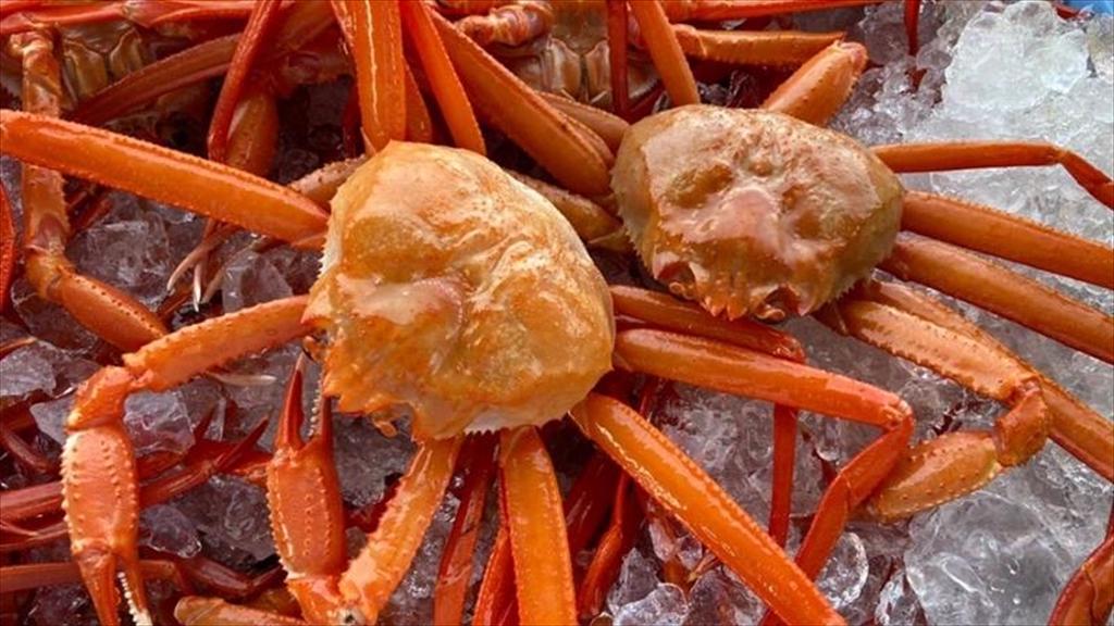 Ngành khai thác cua tuyết Alaska khởi động mùa vụ mới với hạn ngạch tăng gấp đôi