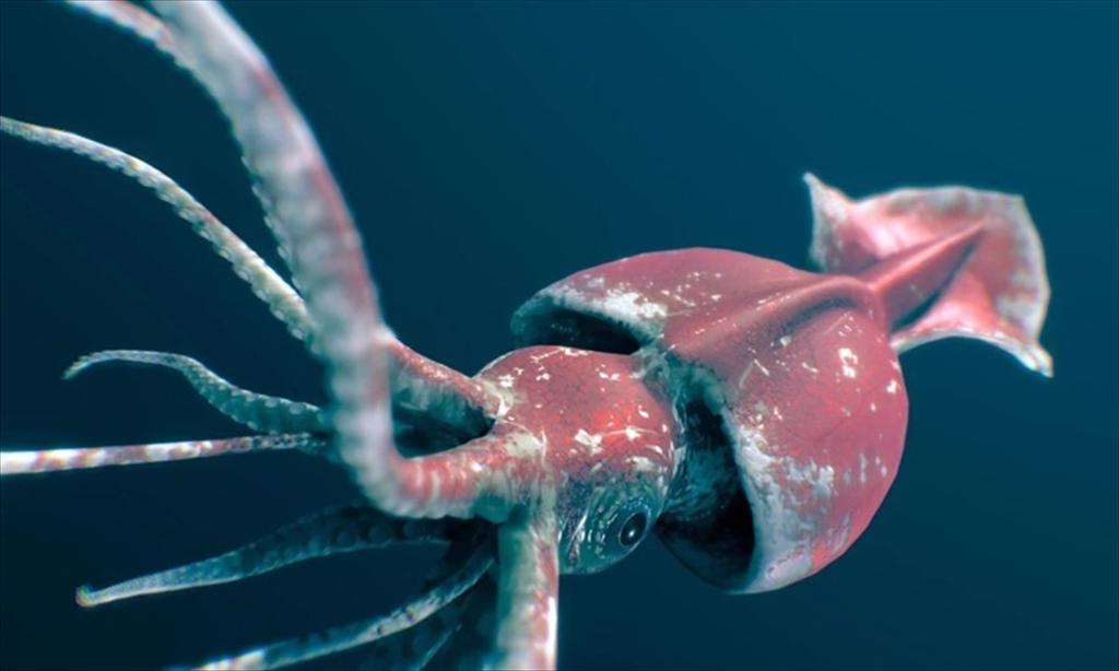 Peru tăng hạn ngạch khai thác mực ống khổng lồ