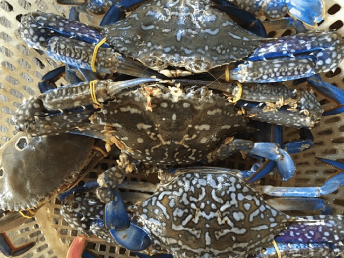 Mỹ tạm hoãn lệnh cấm nhập khẩu ghẹ từ Việt Nam và ba quốc gia châu Á