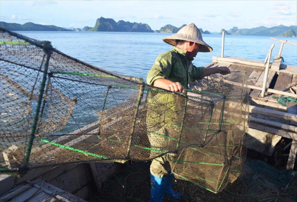 Vietnams blue swimming crab fisheries meets Marine Mammal Protection standards under the MMPA
