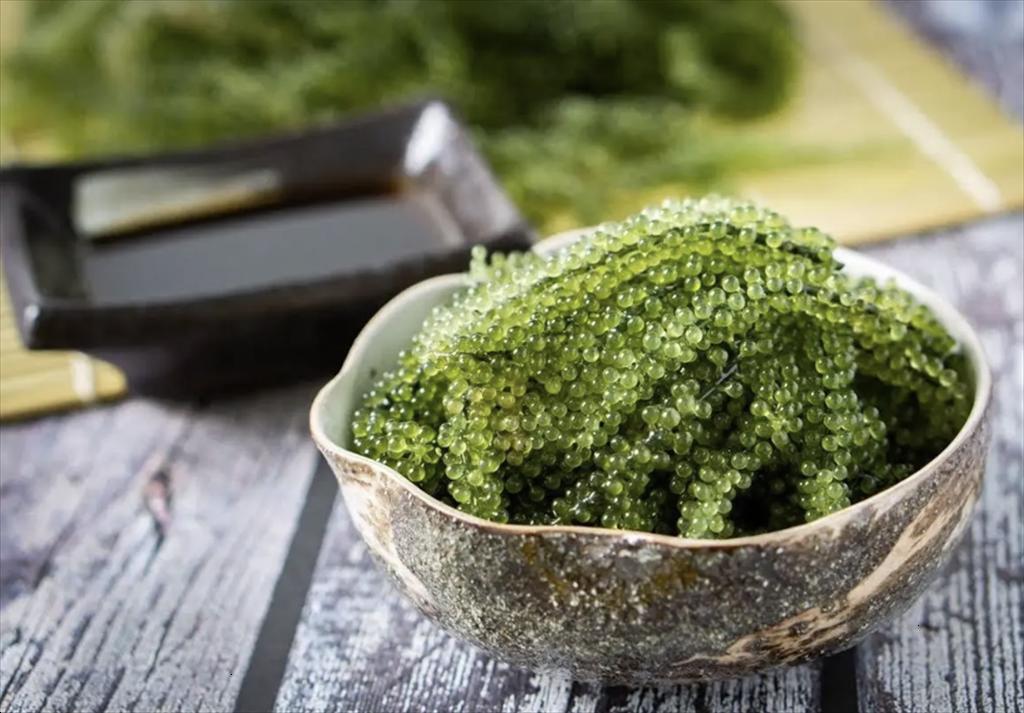 Khanh Hoa Enterprises lead effective sea grapes value chain linkages