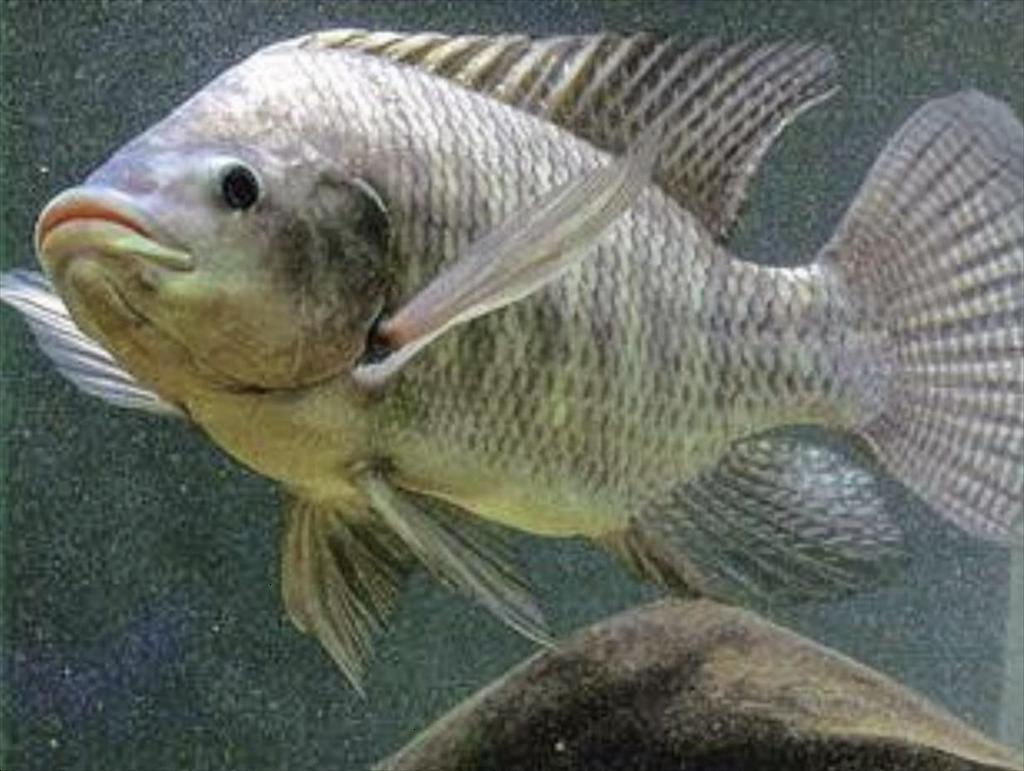 Vietnam’s seafood industry targets tilapia as strategic export product