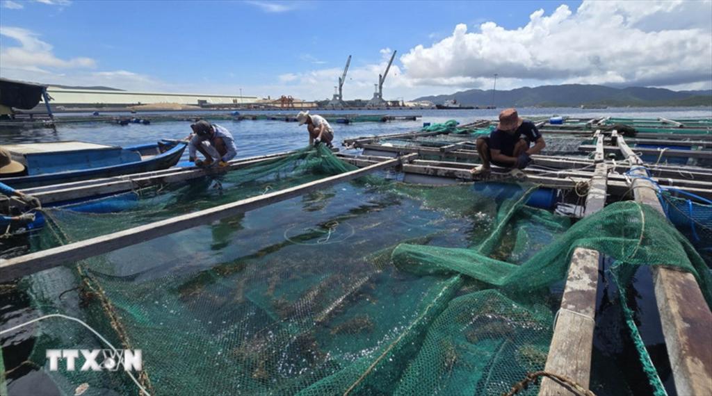Khánh Hòa Người nuôi tôm hùm thu hoạch sớm, tránh thiệt hại do bão Kalmaegi