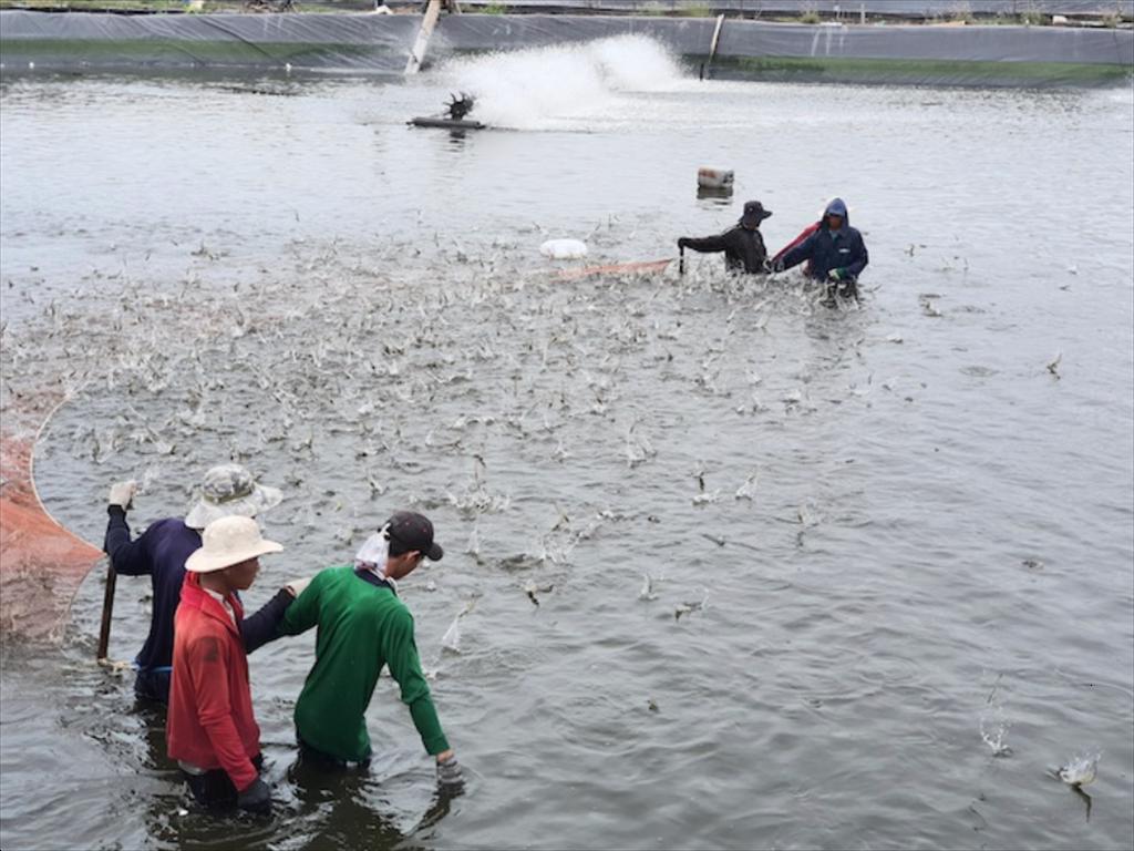 Ngành thủy sản nâng công nghệ để ‘đổi vận’