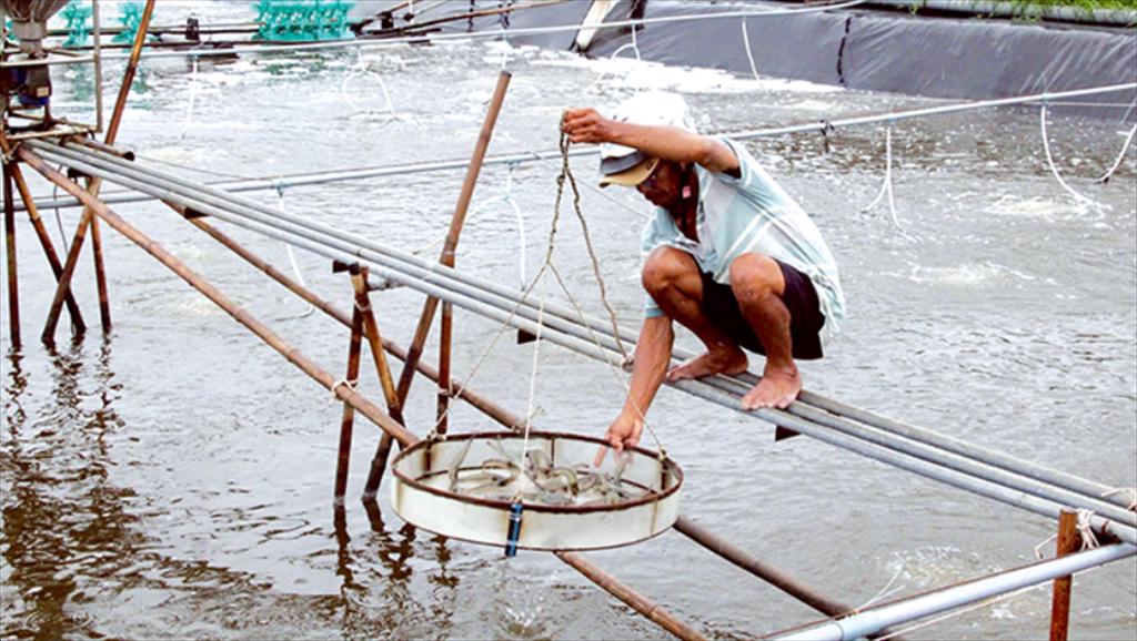 Aquatic production output reaches over 7.26 million tons