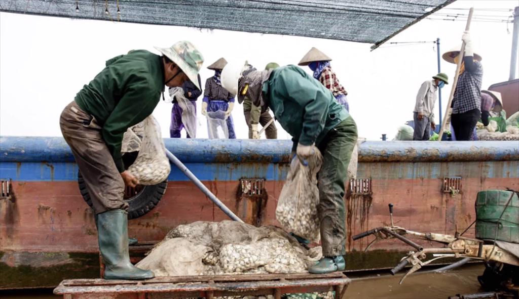 Hưng Yên phát triển nghề nuôi ngao giống