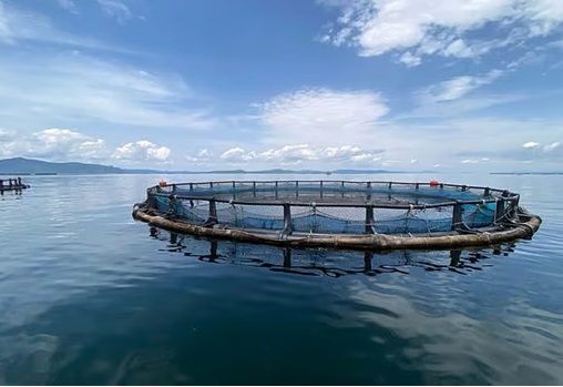 Ghana đẩy mạnh đầu tư cho ngành thủy sản với Quỹ Phát triển mới