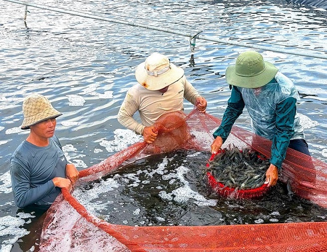 Hình ảnh người nông dân trong không gian doanh nghiệp - Triết lý về gốc rễ và cội nguồn