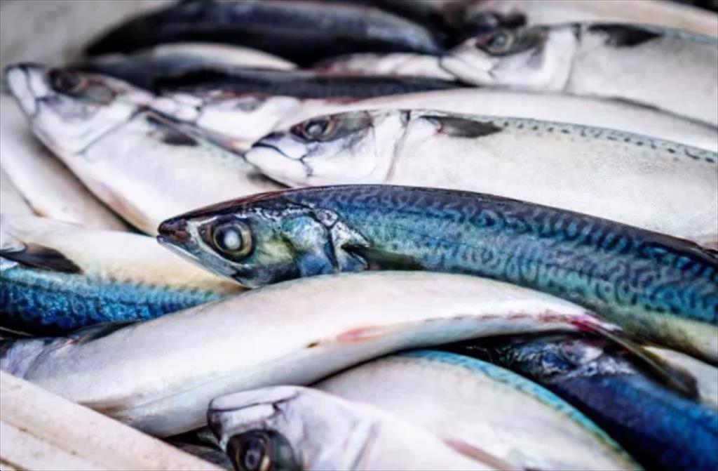 Na Uy Vụ khai thác cá thu bước vào giai đoạn cuối, sản lượng ổn định 