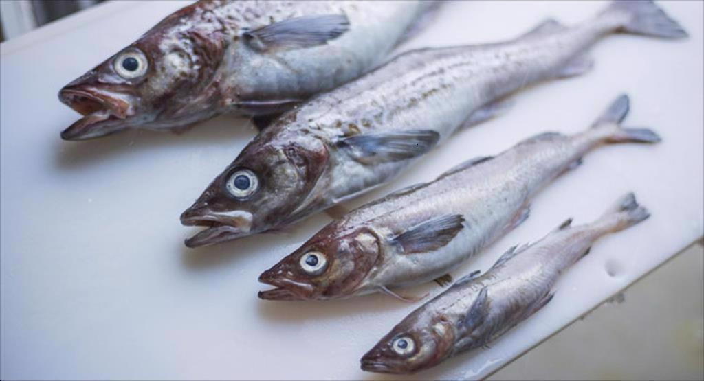 Nga tăng mạnh xuất khẩu cá minh thái sang Trung Quốc