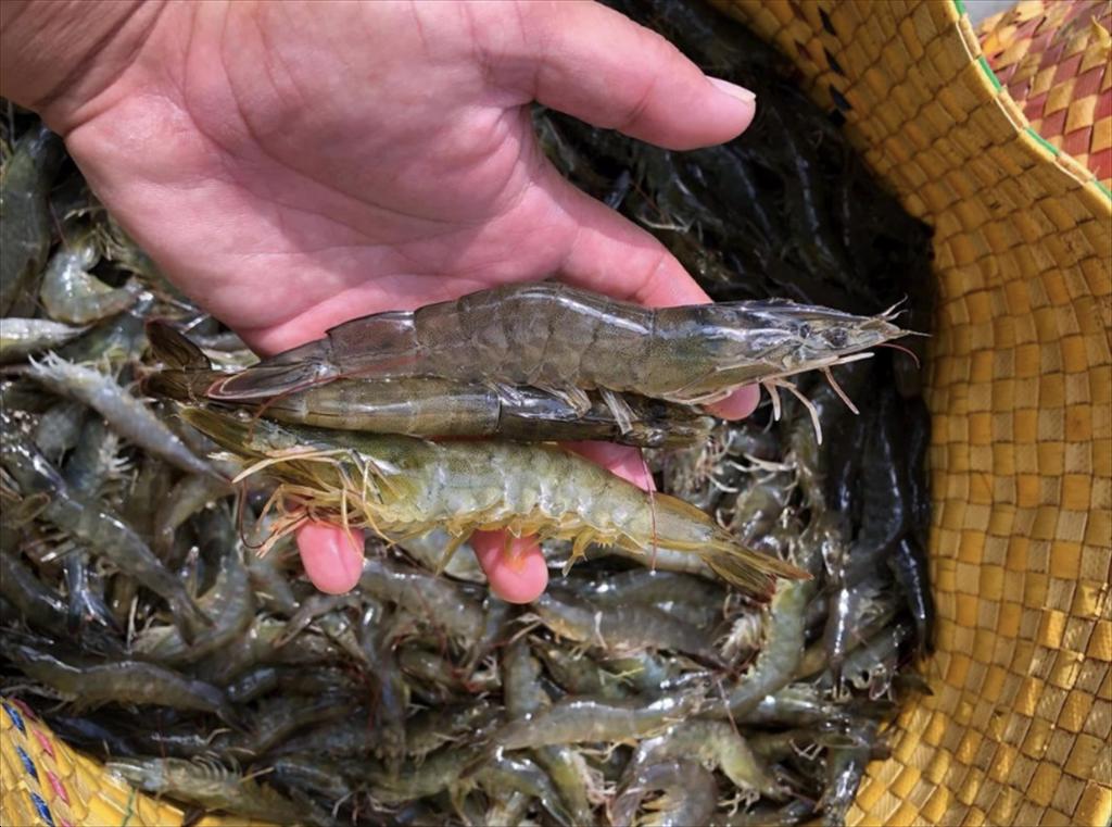 Ứng dụng tiến bộ kỹ thuật phát triển nuôi tôm nước lợ bền vững vùng ĐBSCL