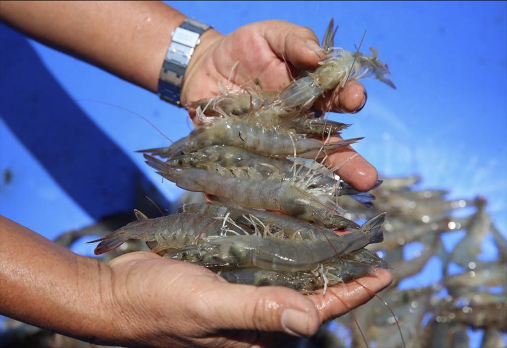 Giá tôm nguyên liệu ổn định, một số cỡ giảm nhẹ cuối tháng 102025