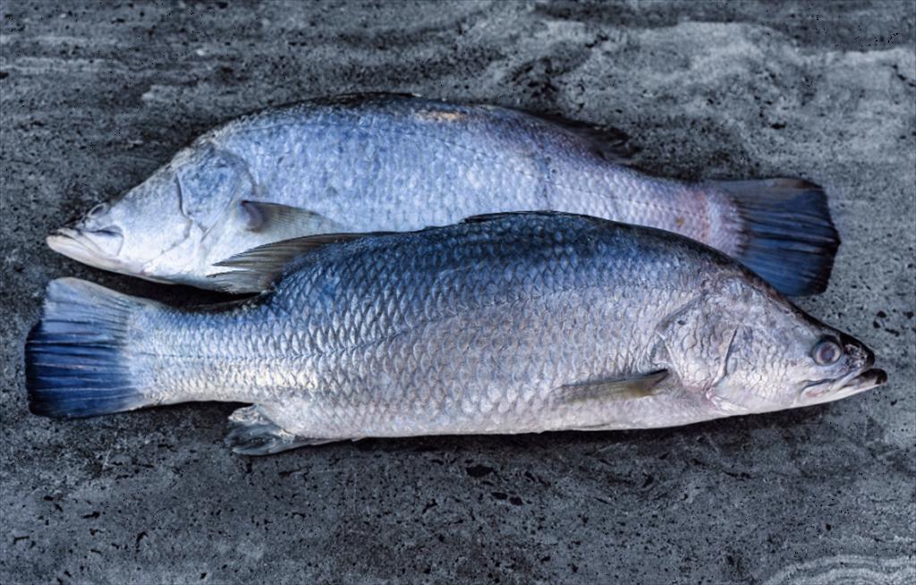 Hiệp hội Nuôi trồng Thủy sản châu Âu cảnh báo việc ghi nhãn sai đối với cá vược biển