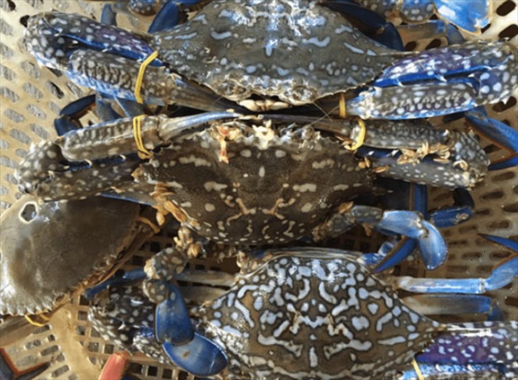 US temporarily suspends import ban on crab from Vietnam and three Asian countries