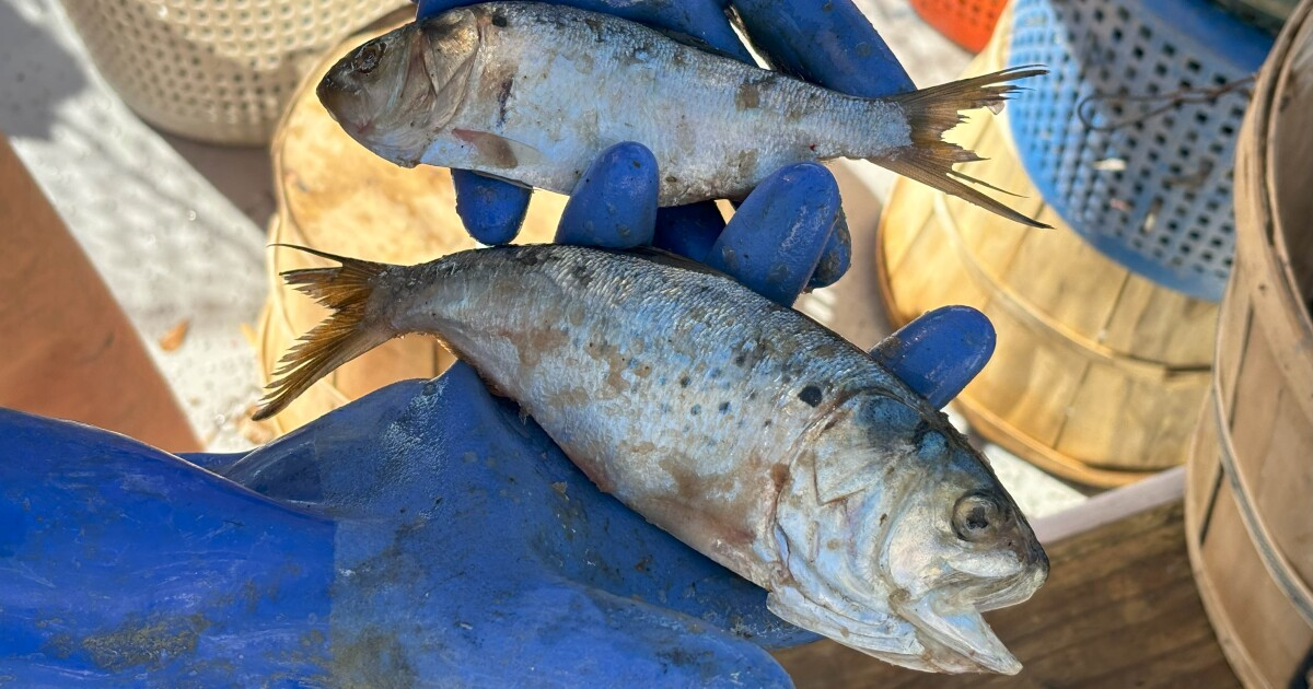 Louisiana đề xuất thu hẹp vùng đệm đánh bắt cá menhaden