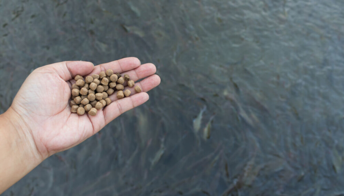 Ngành nuôi trồng thủy sản đối mặt rủi ro do phụ thuộc vào nguồn thức ăn không ổn định