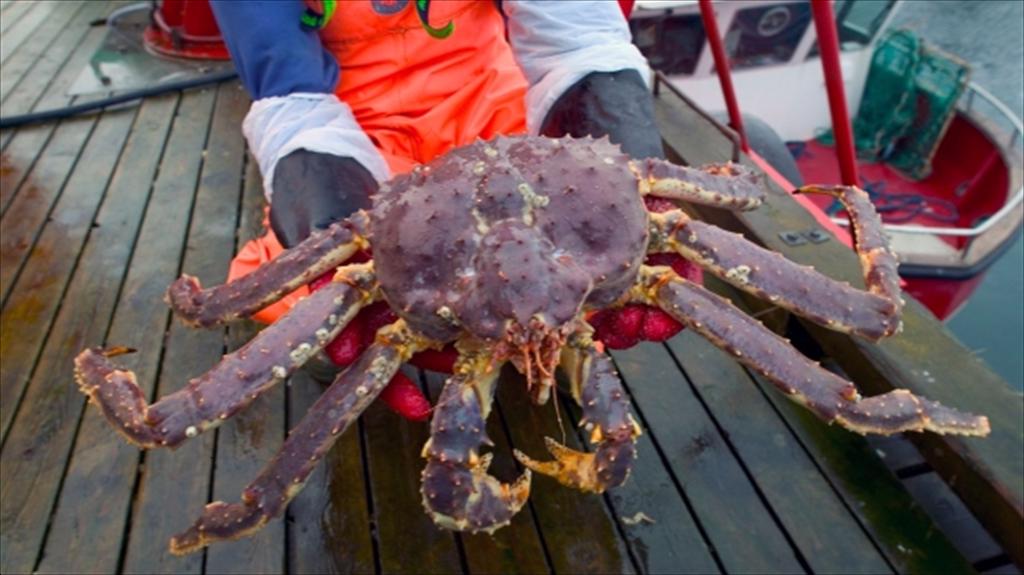 Na Uy Xuất khẩu cua hoàng đế giảm, cua tuyết tăng mạnh