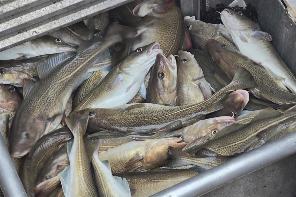 Na Uy Nhập khẩu cá tuyết từ Nga giảm mạnh 