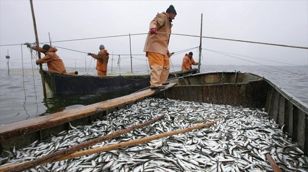 Nguồn cung cá tuyết toàn cầu giảm, Greenland tăng