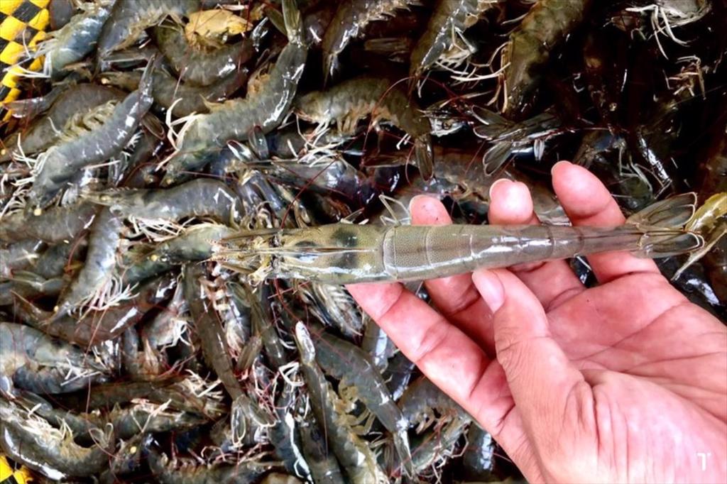 Indonesia triển khai chứng nhận tôm sạch phóng xạ để xuất khẩu sang Mỹ