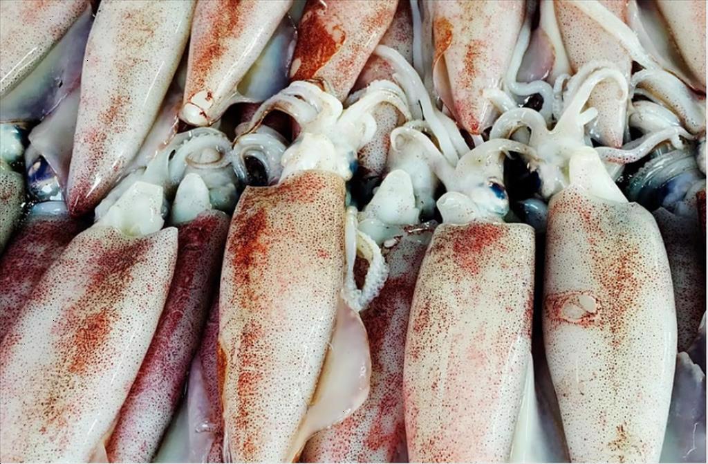 Quản lý nghề khai thác mực ống ở Nam Thái Bình Dương Thực trạng, biến động và liên hệ với khu vực ASEAN