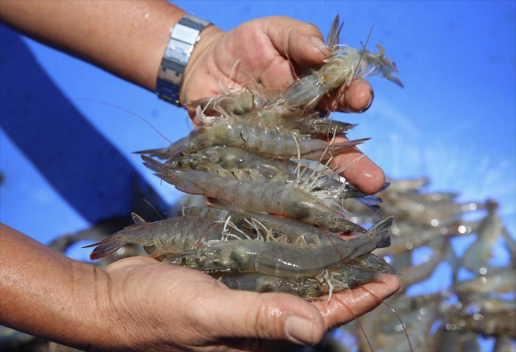 Raw shrimp prices remain stable, slight declines in some sizes at the end of October 2025