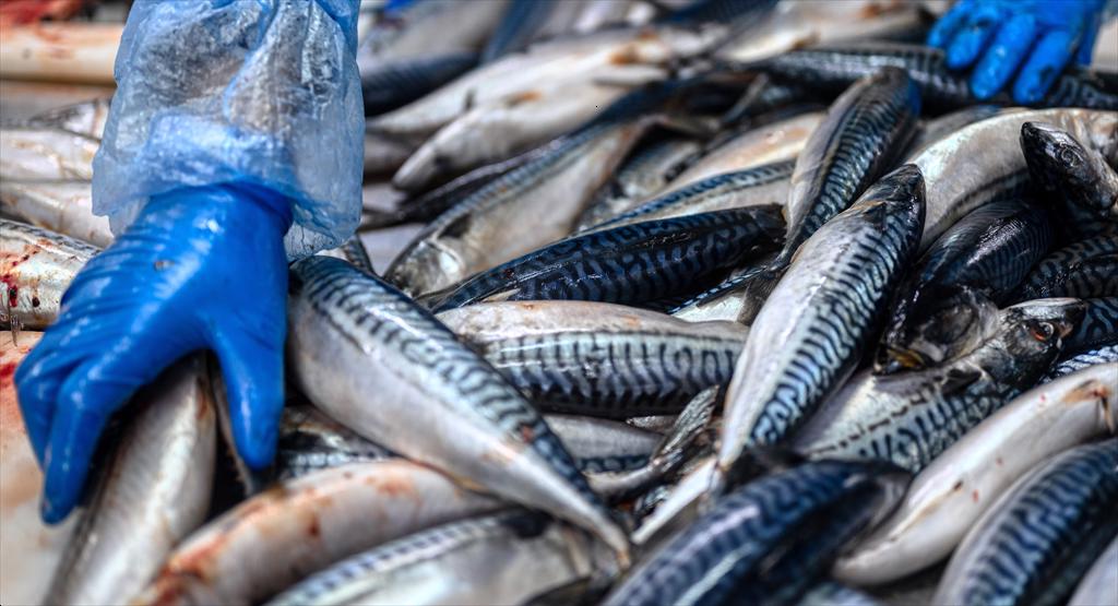 NEAFC không đạt đồng thuận về hạn ngạch cá thu và cá tuyết xanh