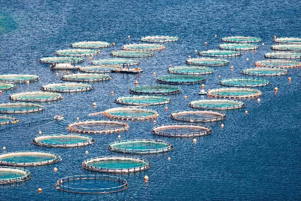 FIP – Công cụ hợp tác hiệu quả nhất để cải thiện nghề cá toàn cầu