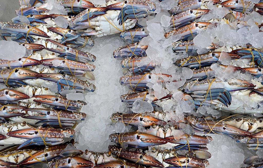 Liên minh ngành hải sản khởi kiện Chính phủ Hoa Kỳ về việc thực thi Đạo luật bảo vệ động vật có vú biển (MMPA)