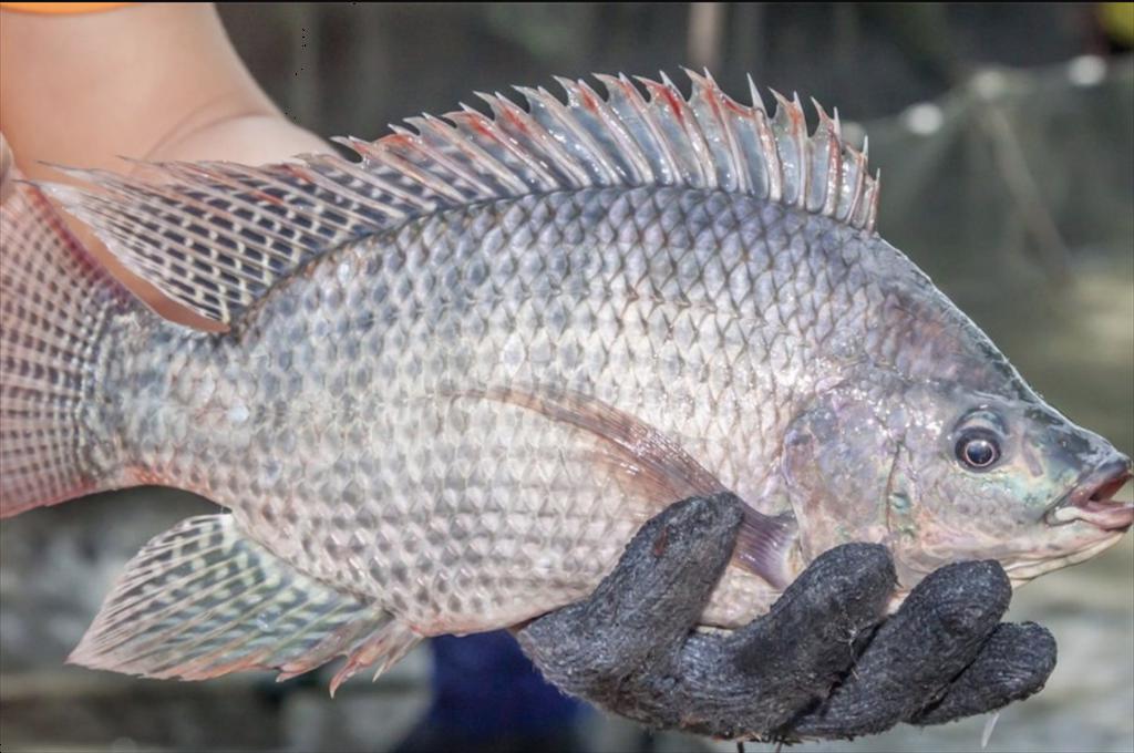 Vietnam’s tilapia industry accelerates From short-term opportunities to long-term strategy
