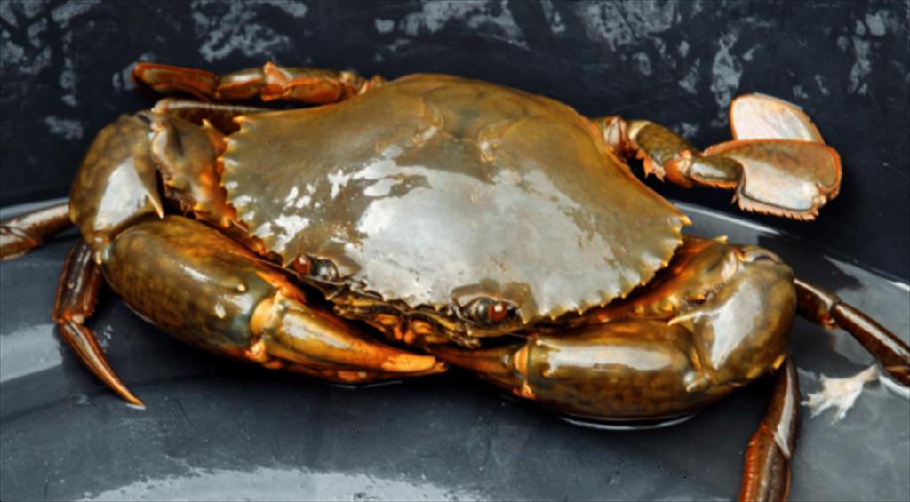 Solutions to promote Ca Mau crab exports 