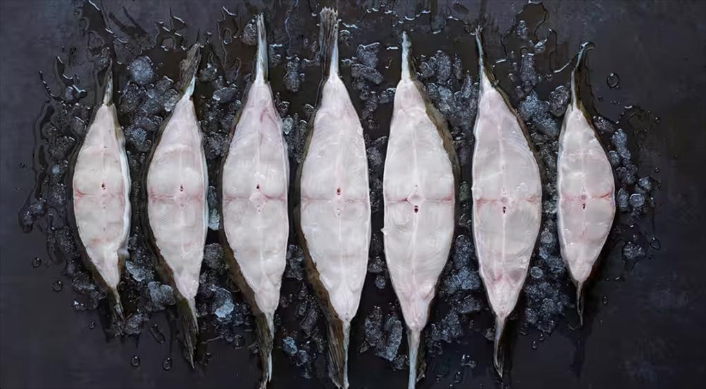 Nordic Halibut báo lãi quý III2025, xuất khẩu cá bơn sang Mỹ tăng mạnh