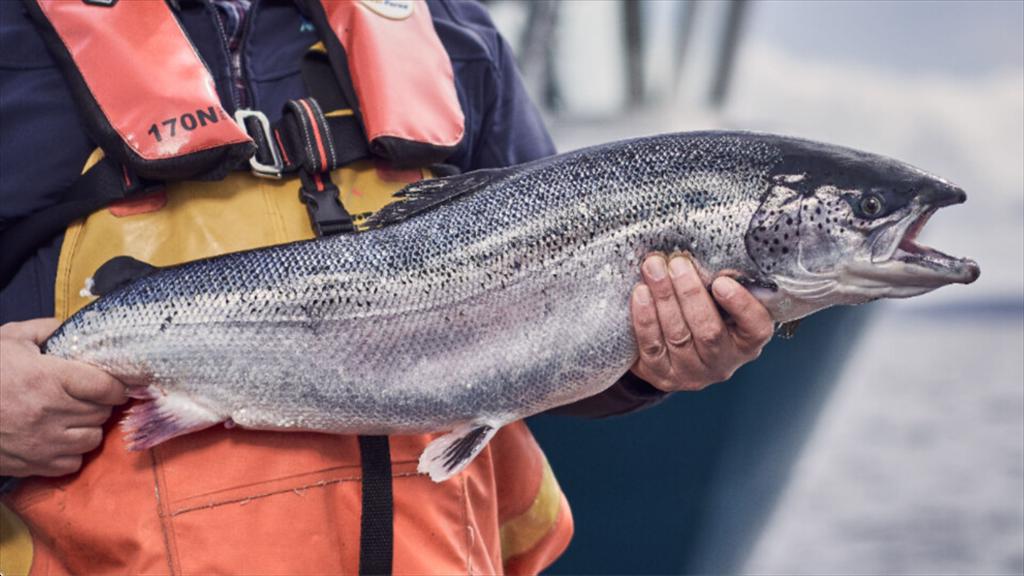 Cá hồi Scotland được EU công nhận chỉ dẫn địa lý bảo hộ