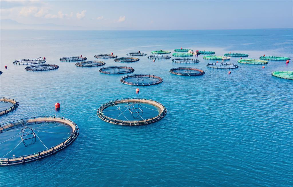 Bộ Nông nghiệp Mỹ cấp 1,7 triệu USD cho 6 dự án nghiên cứu nuôi trồng thủy sản