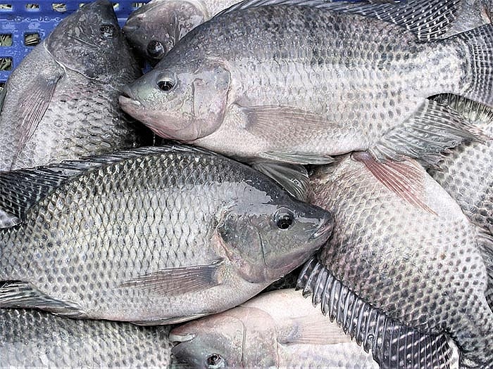 Vietnam exports first shipment of 700 tons of tilapia to Brazil