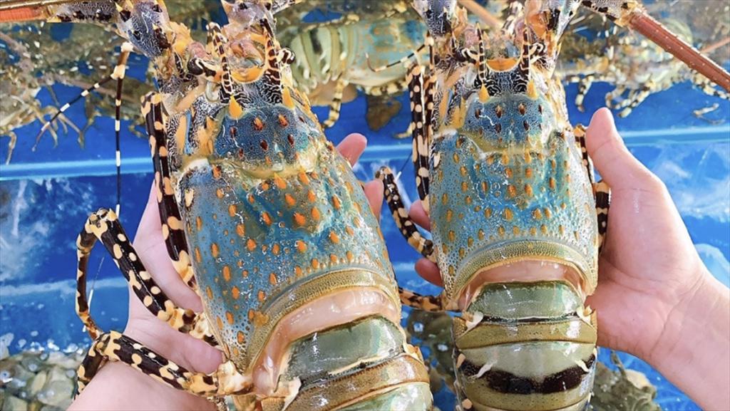  Vietnam’s lobster exports set for another strong surge in 2025