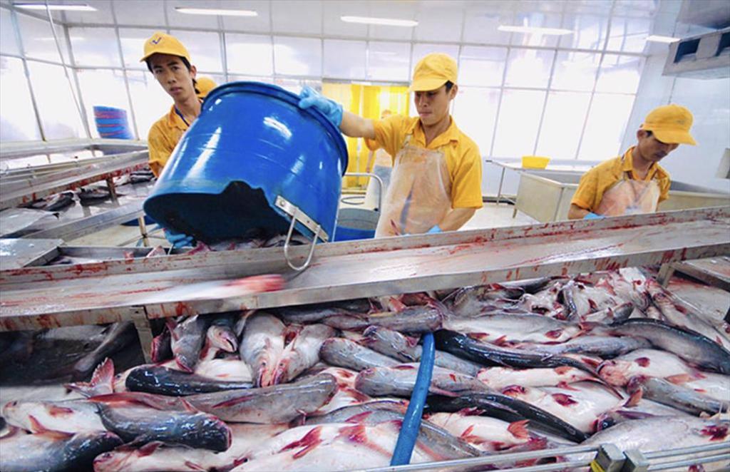 Vietnam pangasius in China Stable demand, intensifying competition