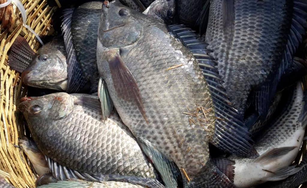 Vietnam’s tilapia makes its mark thanks to sustainability and nutritional value