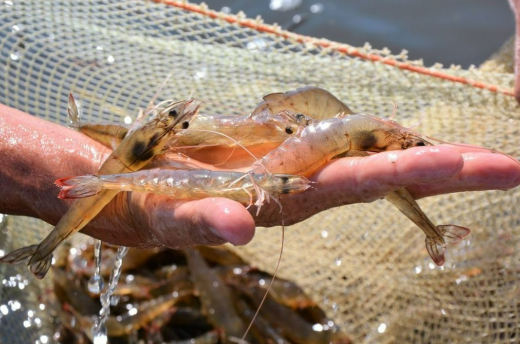 Xuất khẩu tôm Ecuador tăng mạnh trong tháng 102025