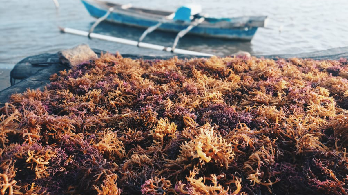 Indonesia đẩy mạnh phát triển ngành rong biển