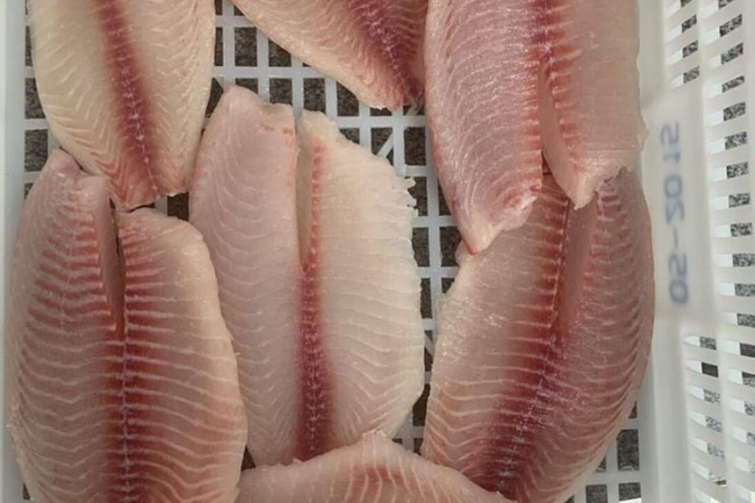 Cá rô phi – động lực tăng trưởng mới của thủy sản Brazil  