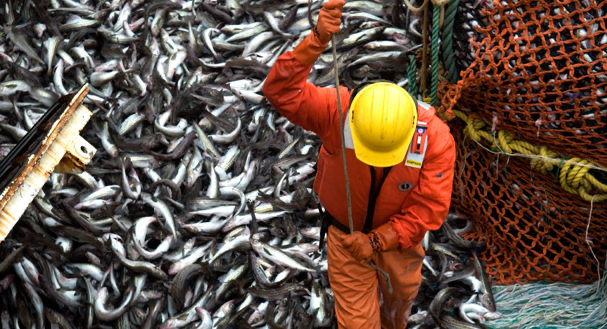 Mỹ Nguồn cung PBO cá minh thái thu hẹp do sản lượng khai thác thấp 