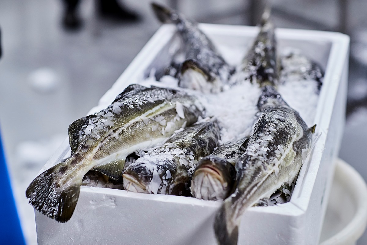 Giá cá tuyết Na Uy giảm, giao dịch trầm lắng