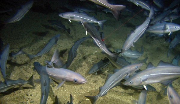 ICES ấn định hạn ngạch 2026 cho cá tuyết, saithe và haddock ở vùng Faroe