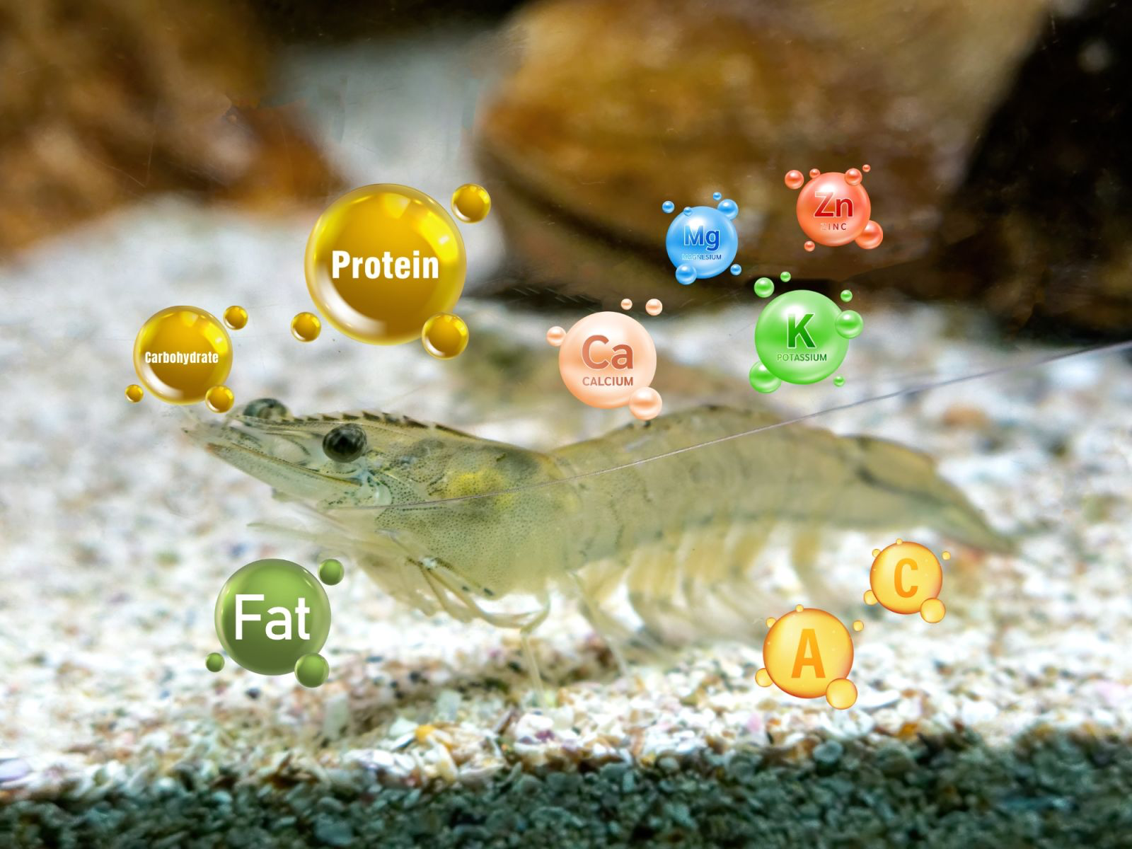 Vi chất chức năng – Nền tảng dinh dưỡng tự nhiên cho sức khỏe tôm trong nuôi thâm canh